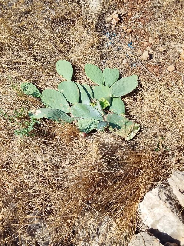 مستوطنون يقتحمون تجمع يرزا الشمالي في طوباس