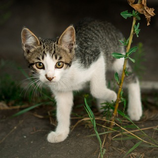 Полиция котиков Telegram Group Link