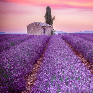 Pakistan Studies Friends Telegram Group Link