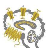 Молекулярная психиатрия