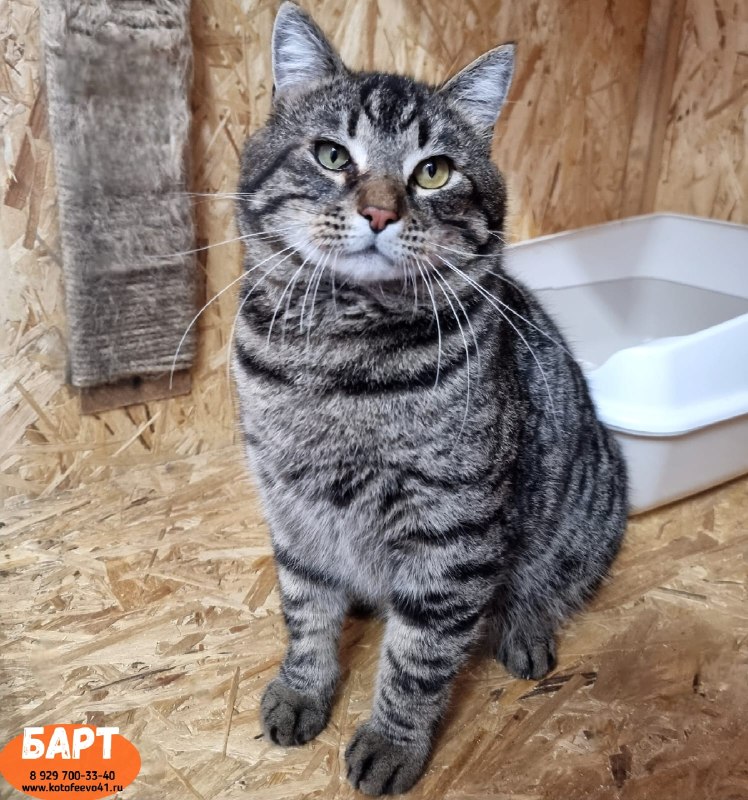 Котик *Барт*
Полосатый здоровяк с непростой...