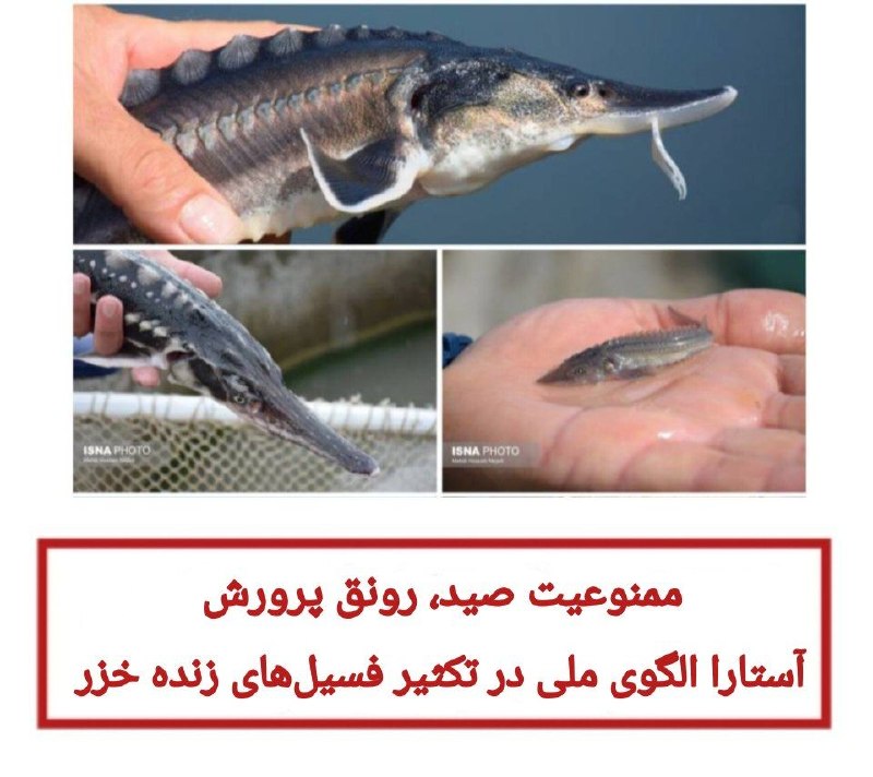 ️️️️🌐 اخبار آستارا 🌐: 🔻ممنوعیت صید، رونق پرورش / آستارا الگوی ملی در تکثیر فسیلهای زنده خزر✅گیلان (ایسنا) - شهرستان مرزی بندر آستارا با دارا