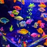 руководство по уходу за аквариумными рыбками