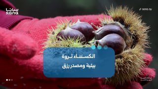 ערמונים דאהר אל-קוסייר...אוצר טבע ומקור פרנסה לתושבי האזור הכפרי המערבי של חומס.