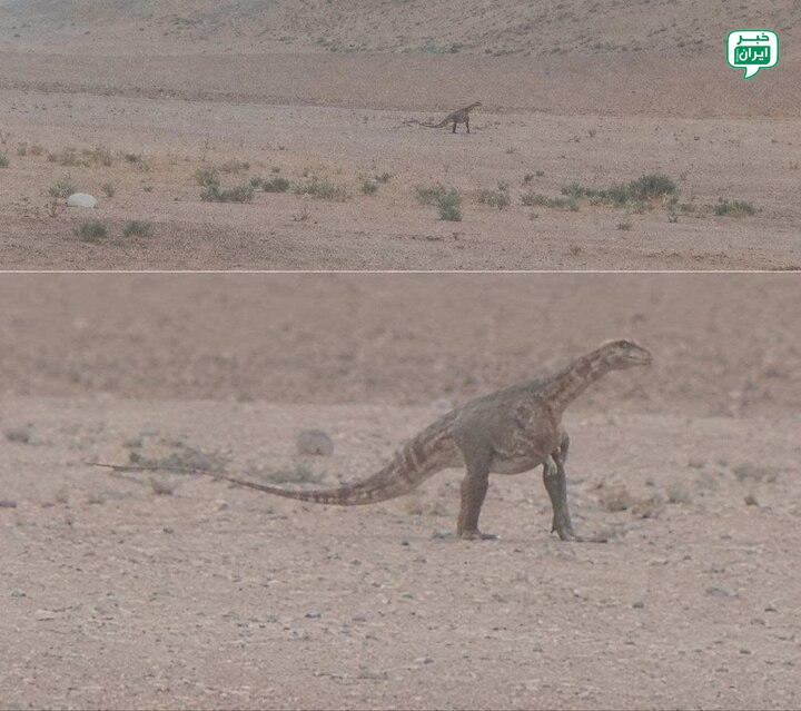 خبر اصفهان: مشاهده دایناسور در مناطق بیابانی خراسان رضوی تکذیب شددبیر شورای اطلاع رسانی اداره کل حفاظت محیط زیست خراسان رضوی:طی روزه