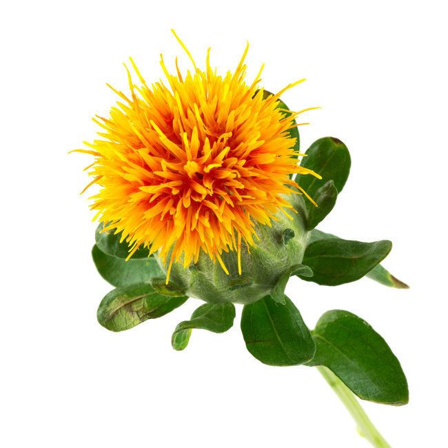 گیاهان دارویی و مطالب پزشکی: خواص درمانی گیاه گلرنگ👇 🌻قاعده آور 🌻مسکن،مسهل و معرق 🌻ضد التهاب 🌻ضد سرطان 🌻کمک به بهبود جریان خون 🌻درمان کننده عفونت های