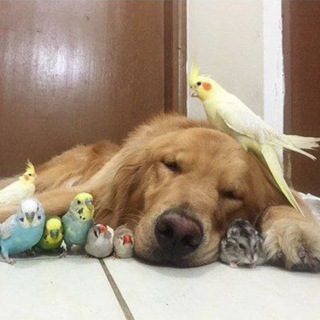 پرنده های زینتی بشرویه و حومه🕊🦜