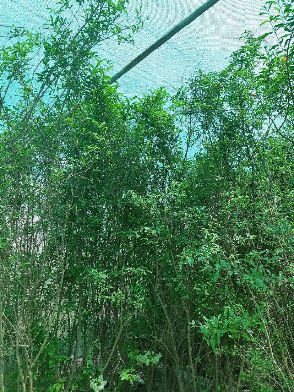 🌱 Forosh.nahal 🌱: 🌱 نهال های انار 3 و 4 ساله موجود در مجموعه.🌱 عکس مربوط به قبل از خزان می باشد.🌱 ارتفاع 2.5 تا 3.5 متر. (سایز بزرگ)🌱 همگی