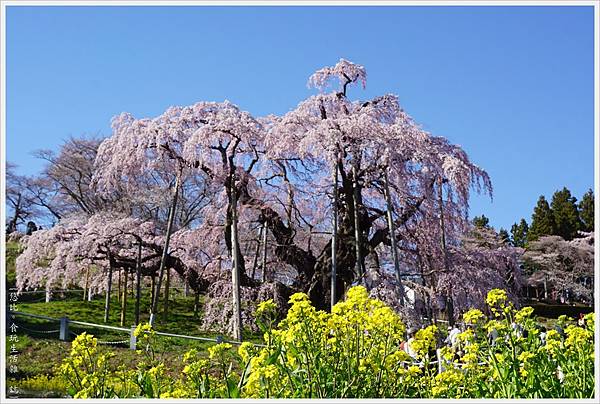 [日本東北|日本三大櫻之一 千年一本櫻。三春瀧櫻/三春滝桜]