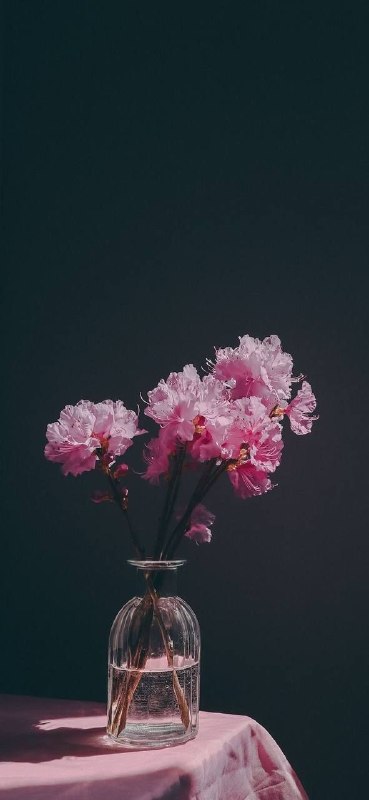 ‹گمنام‌خواهیم‌ماند›: امام‌ شهیدمون فرمودند:ماه ربیع الاول، بهار زندگی است🌸..
