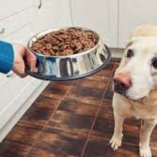 Dogs and cats care 3.0 Telegram Group Link