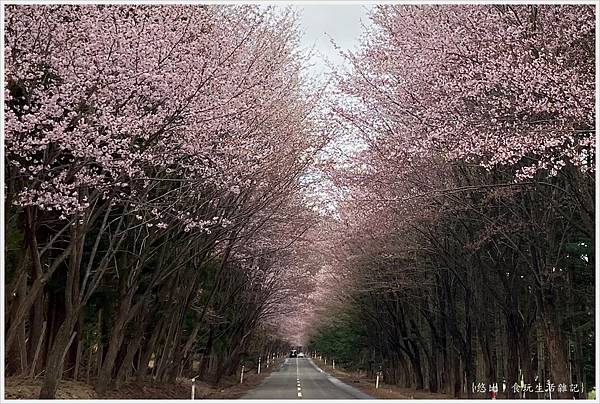 [日本東北|青森 。世界第一櫻花大道 岩木山 櫻林公園]