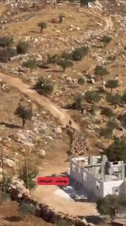 مستوطن يرعى ماشيته في أراضي مزارعين بكفر مالك
