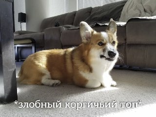 Суд в Петербурге выселил из квартиры корги: https://lentach.media/SsOsG