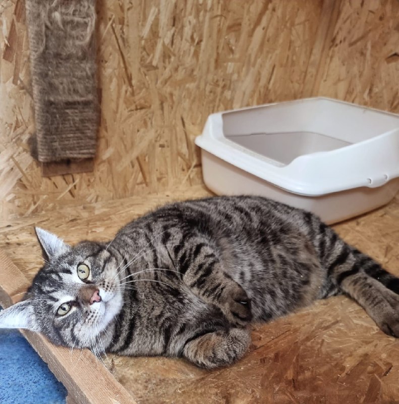 Котик *Барт*
Полосатый здоровяк с непростой...