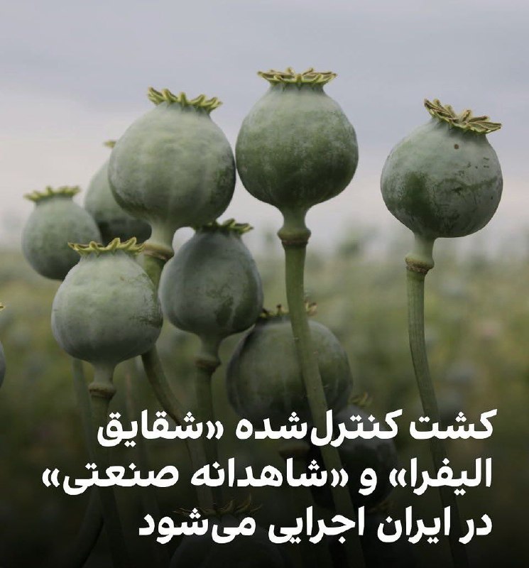 卐سرز؎ﮰنـ آرﮰإﮰﮰ卐: رئیس مبارزه با مواد مخدر رژیم اشغالگر ج.ا گفته که کشت خشخاش برای مصارف داروئیه!پس چرا به ما اس میدادن خشخاش نکارید جرمه!