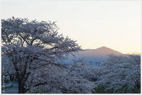 [日本東北|福島 郡山喜久田。藤田川ふれあい桜+まぜそば 凜々亭]