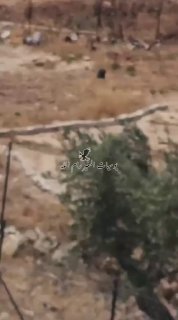 כוחות הכיבוש עצרו צעיר בכפר אל-מוג'יר, צפונית-מזרחית לרמאללה