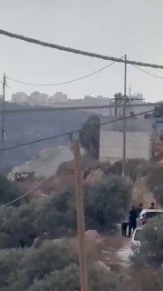 כבשי מתנחלים רועות עצי זית ליד בתים בעיירה קבלאן, דרומית לשכם.