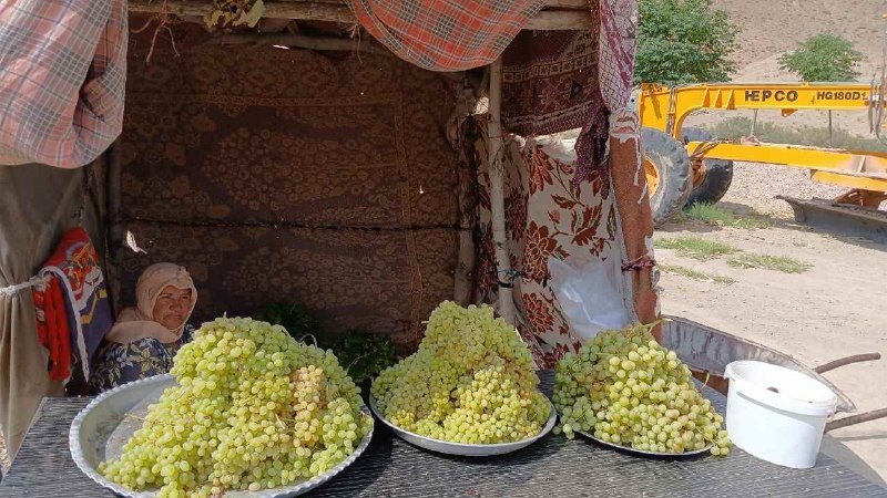 کانال ‌‌نیلوفر سنخواست: برداشت انگور از باغات روستای دربند در بخش سنخواست آغاز شد. کیفیت و کمیت محصول امسال رضایت‌بخش ارزیابی شده است.کشاورزان ا