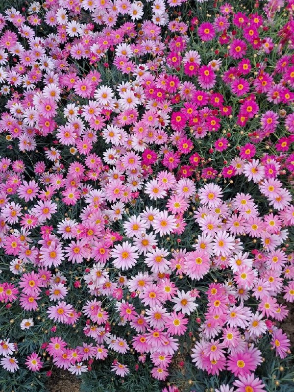 نوستالژی: چشمات روشن به دیدن گل🌸🌸