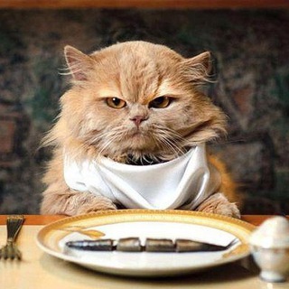 🥗🐈 Коты и еда, еда и коты 🐈🥗 Telegram Group Link