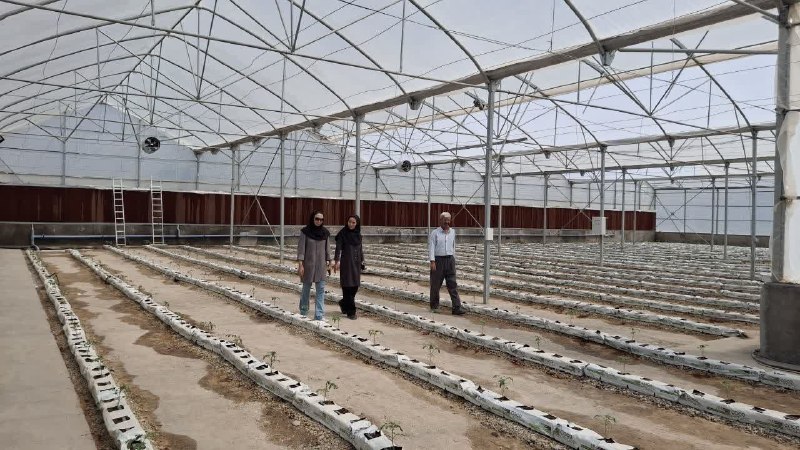 اﻧﻌﻜﺎﺱ ﺑﻨﺎﺏ: گلخانه جدید روستای چلقایی بناب وارد مدار تولید شد🔹گلخانه تازهتأسیس روستای چلقایی شهرستان بناب با آغاز نخستین کشت گوجهف