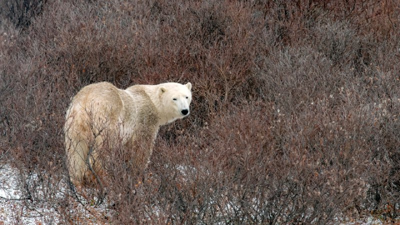 Week of the white bearPolar bear in Churchill, Manitoba, Canada (© karen crewe/Getty Images)