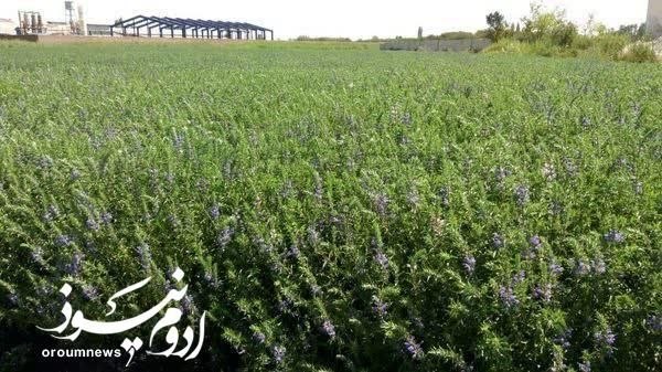 چایپاره به روز: بادرشبو؛ طلای سبز معطر تابستانی آذربایجان‌غربیبا آغاز فصل برداشت بادرشبو در آذربایجان‌غربی، این گیاه معطر علاوه بر مصرف 