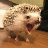 Timurinsk
