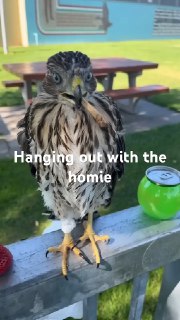 Житель Лос-Анджелеса напоил ястреба алкоголем и получил 45 суток ареста, сообщает департамент рыболовства и дикой природы Калифорнии (CDFW).По данным ведомства, 25-летний Сезар Густаво Диас поймал птицу в парке в июне 2025 года. Инцидент получил огласку, к