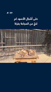 Due to lack of food and lack of care, 4 lion cubs died in a zoo in Nuseirat camp in the center of the Gaza Strip, after their health condition deteriorated due to the continued prevention of basic supplies from entering the Strip.