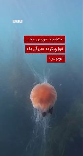 A free diver off the coast of Wales in the UK has spotted a giant jellyfish that he says is "the length of a bus" and about 10 to 15 meters long.