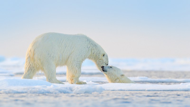 Have an ice New Year's DayPolar bears at play in the Arctic (© Ondrej Prosicky/Shutterstock)