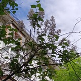 художка