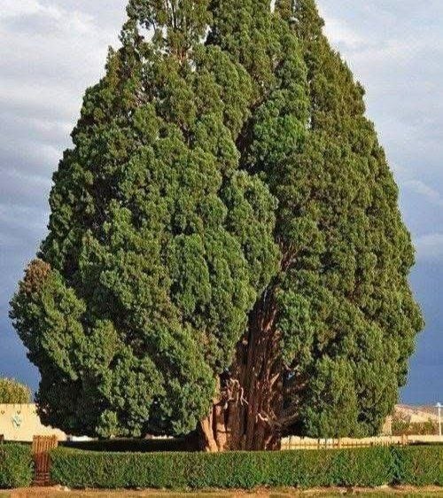 یامچی سسی | Yamchi sasii: 📷 در جهان ۲۶ درخت وجود دارند که عمرشان بیش از میلاد مسیح است؛ یکی از این درختان سرو ابرکوه یزد با قدمت ۴ هزار سال است╭──