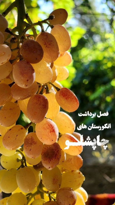درگز آنلاین: فصل برداشت انگور چاپشلو @Dargaz