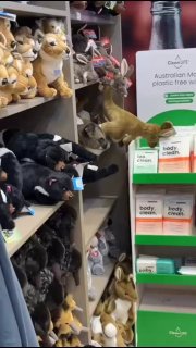 В сувенирном магазине австралийского аэропорта среди мягких игрушек нашли живого зверька, лисовидного поссума — АР со ссылкой на менеджера магазина Инцидент произошел в аэропорту города Хобарт, штат Тасмания. По словам менеджера, пассажир рассматривал стел