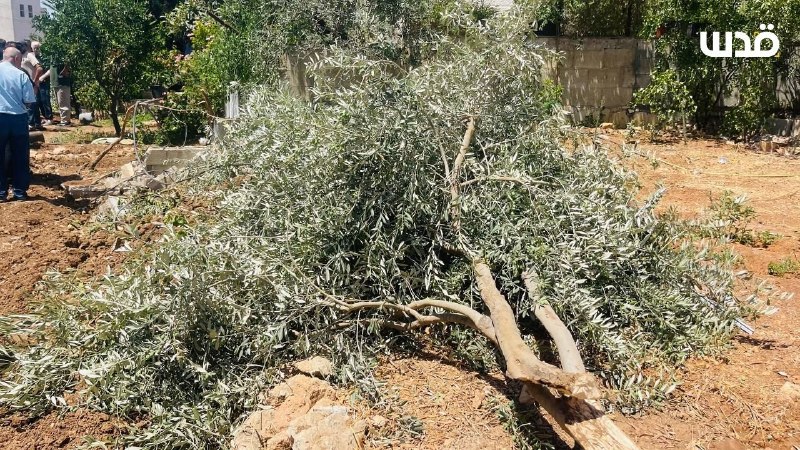 רשת חדשות ירושלים