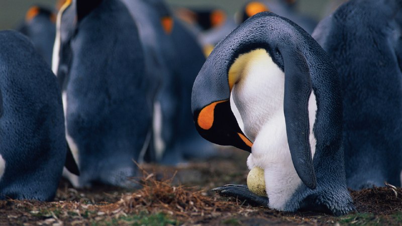 Feathered fathersKing penguin father checking egg (© McDonald Wildlife Photography Inc./Getty Images)