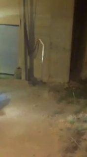 לראות את הנמר האיראני באזור הציד האסור בלאר