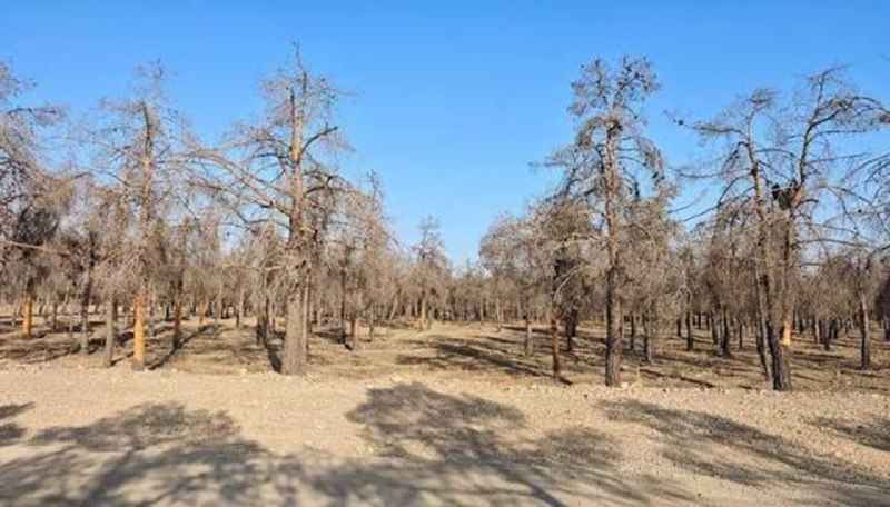 Cancellation of the delegation of the Chitgar Forest Park management, in case of negligence of the Municipality of Tehran.