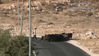 مستوطنون يرسلون مواشيهم لترعى في أراضي سعير شمال الخليل