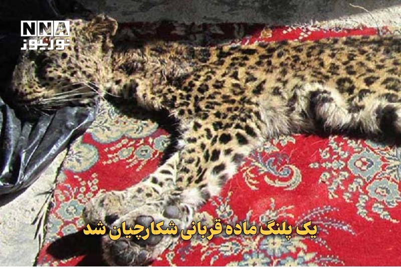 نورنیوز: ✅ یک پلنگ ماده قربانی شکارچیان شد🔹 بازبینی تصاویر دوربین‌های یک گروه شکارچی پس از دستگیری در بسطام، به کشف تصاویر لاشه ی