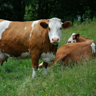 Parkent mol bozori ochiq savdoo