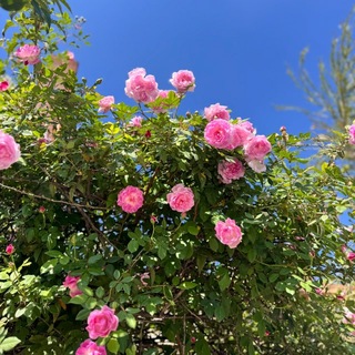 Telegram profile photo for لِ دفعه 2027