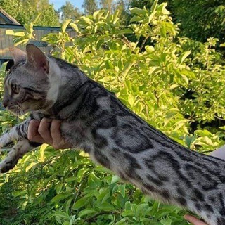 Cats and dogs all breeds for sale Telegram Group Link