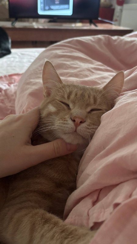 Персик растет, и уже почти взрослый котик. Наше рыжее солнышко ❤️ — фото 1