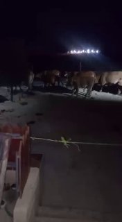 مستوطنون يطلقون أبقاراً في مساكن فلسطينيين بالخليل