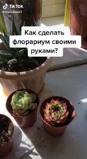 Как сделать флорариум своими руками В видео пошаговый процесс ёмкость, грунт, дренаж, растения. Всё просто, если знать последовательность. А чтобы ... - изображение 1 - растения, telegram, view